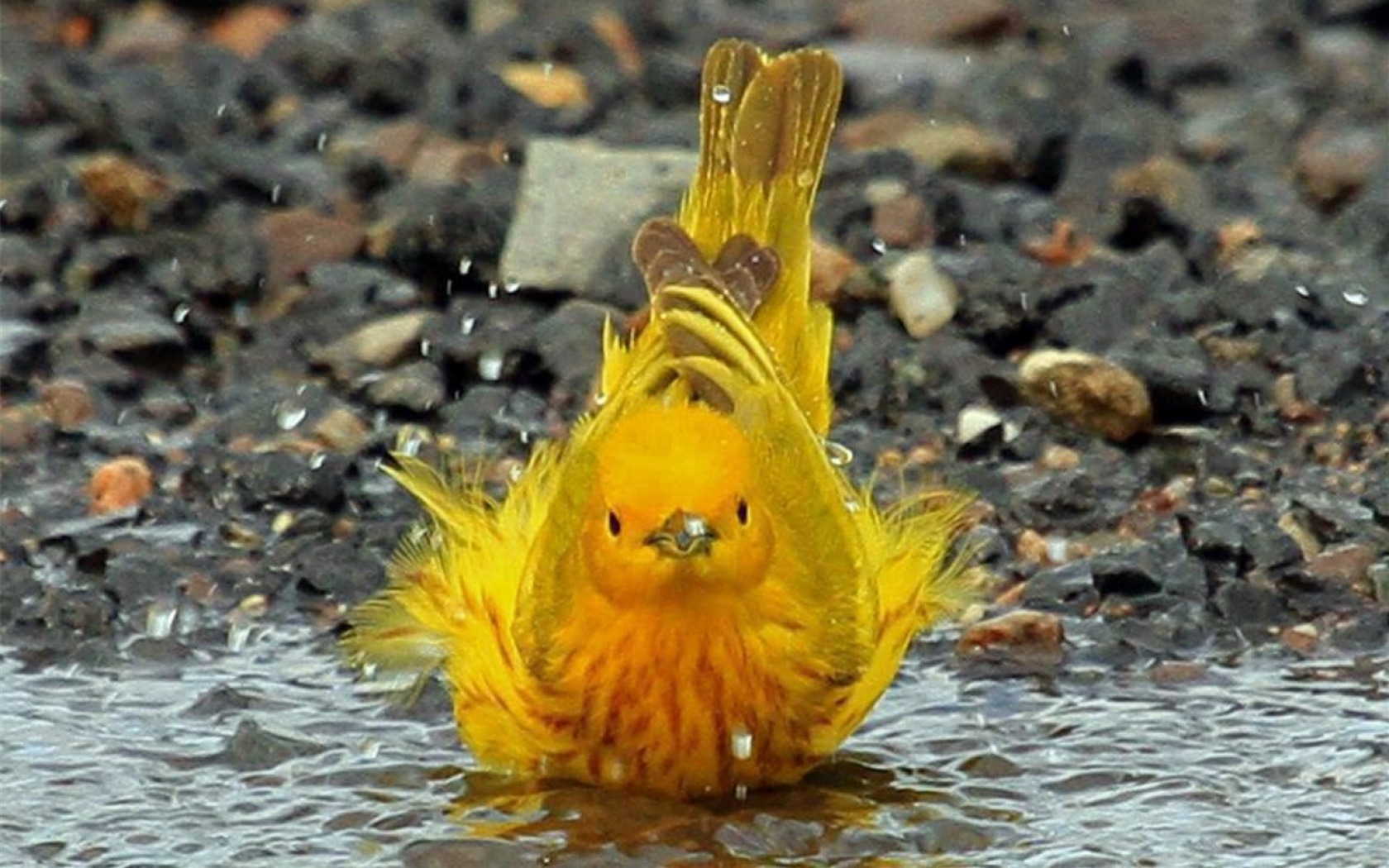 حمام پرنده زرد 